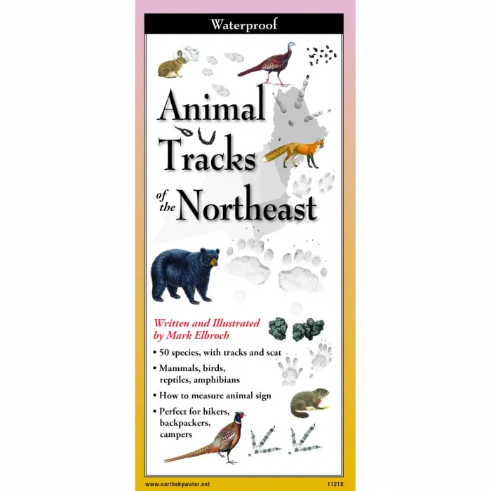 Animal Tracks of the Northeast